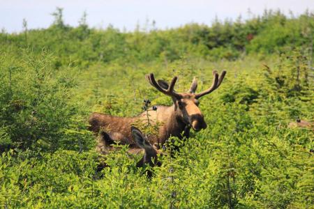 Moose in Newfoundland