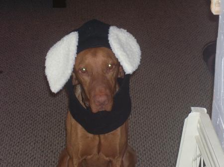 Amos dressing as a bunny for Halloween