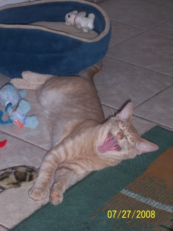 Tigger yawning.....scary face