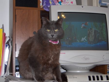 "Angel"Watching the fish on the computer