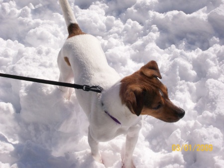 PJ IN THE BIG SNOW