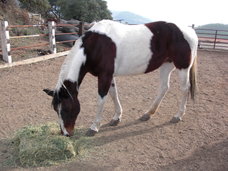 CHEYENNE