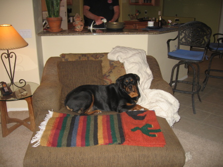 Jetta the Rottie