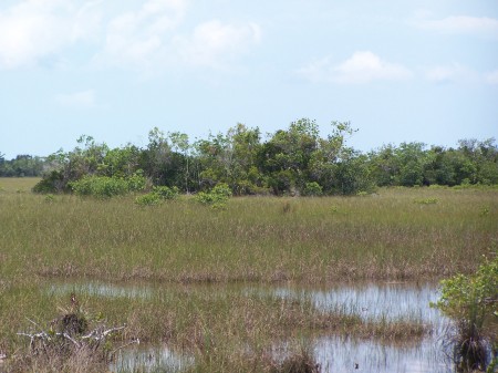 Everglades 091