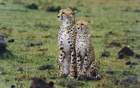 Cheetah Mother & Cub-Masaii Mara