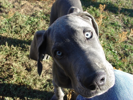 Hunter (My Great Dane)