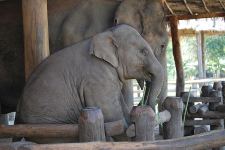 Elephants in Thailand