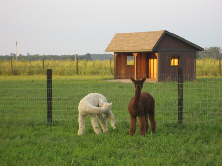 Alpaca in the pasture