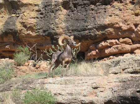 Bighorn Sheep on Fishcreek Hill