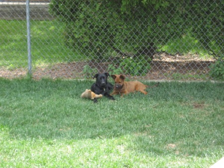 Our Puppies 6/2009