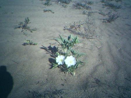 The Algodones Dunes Desert Wildflower