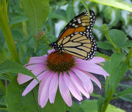 echinacea and monarch