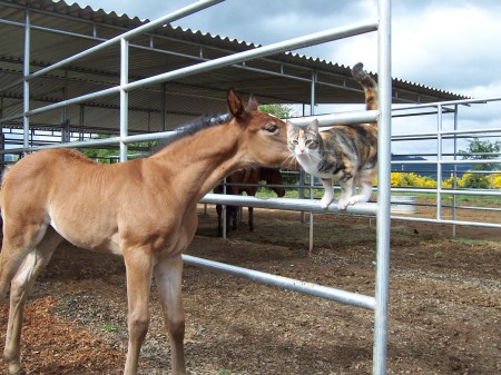 New Filly Meeting Cat