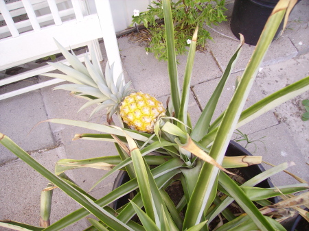 2nd pineapple