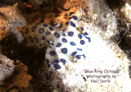 A 2"  Deadly Blue Ring Octopus