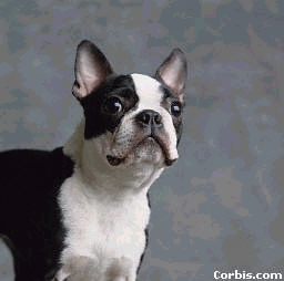 2nd pic of Boston Terrier, family pets