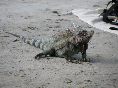 I made a new friend on the beach