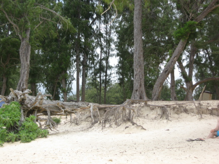 tree on the beach