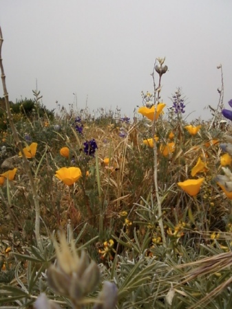 wild flowers gsp