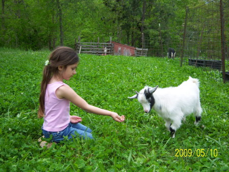 Taylor feeding Pawpaw's goats.