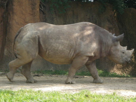 Mr Rhino