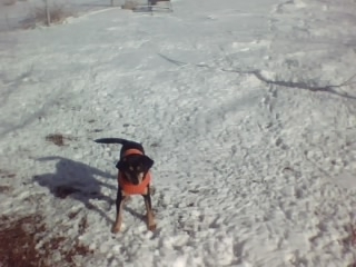 MY SNOW DOG