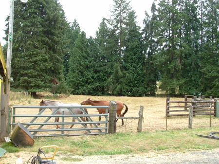 Front pasture