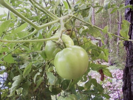 Anyone for fried green tomatoes?