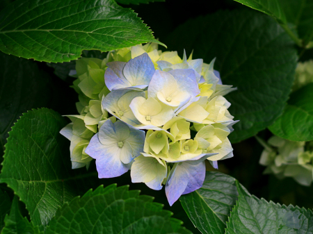 Hydrangea