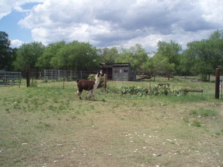 Dad's ranch