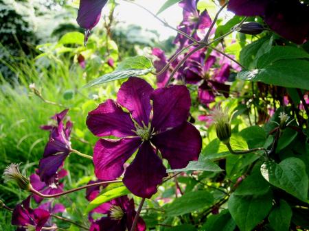 COMPOSITION IN PURPLE AND GREEN