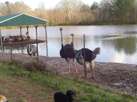 Big flood 2009