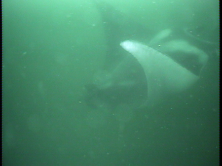 A ray cruising along at about -150 feet