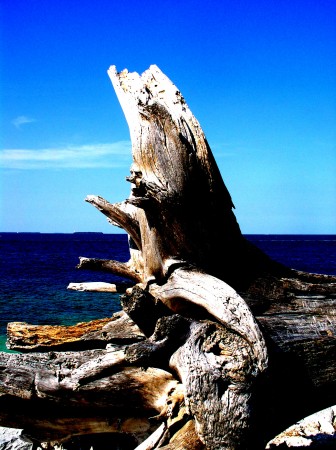 Key West drift wood