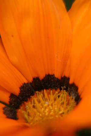 flowers field may 10, 2009 043