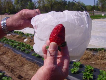 Fat juicy strawberry we picked 1 of many
