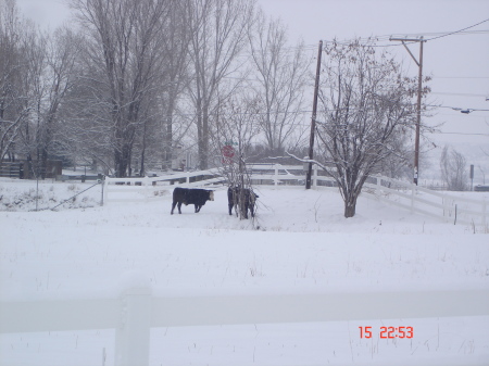 Calves by the pond in our pasture.