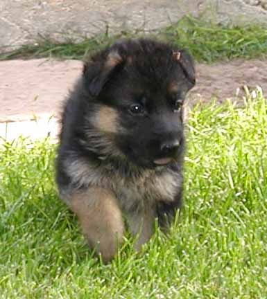 4 week old puppy