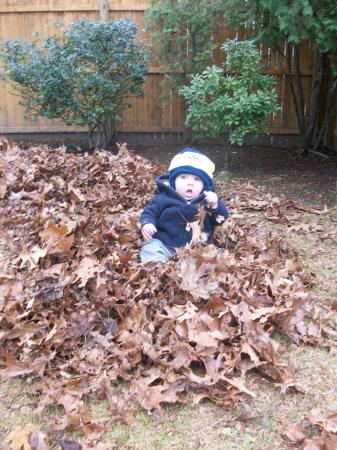 Fall in the Leaves