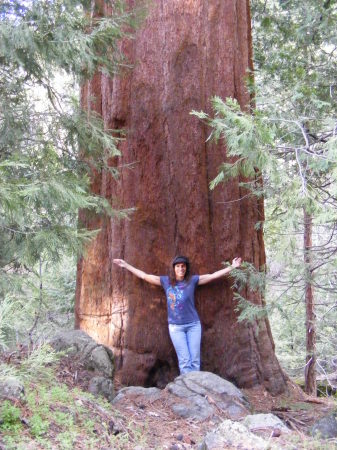 Giant Sequoia