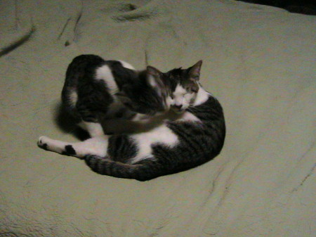 Our Kitties--Caesar & Cleo