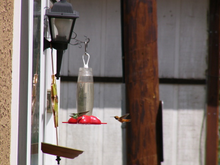 Rufous Hummingbird in Colorado