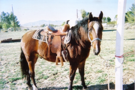 Sly, our 8 yr old gelded Foxtrotter, Bay