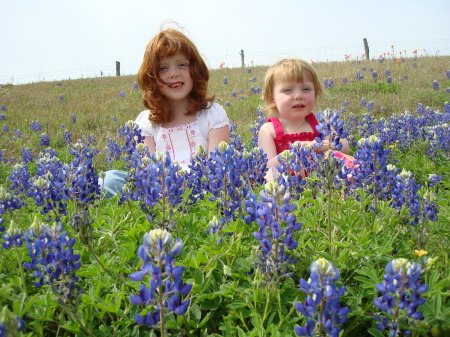 Texas Bluebonnets