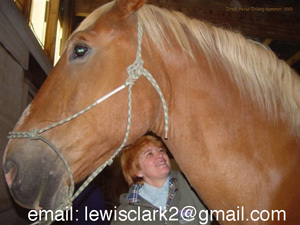 Brushing down draft horse