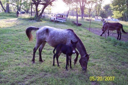 little mare and mule colt on tit