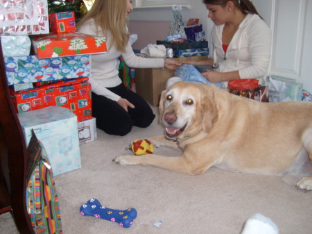 our dog opening her xmas gift