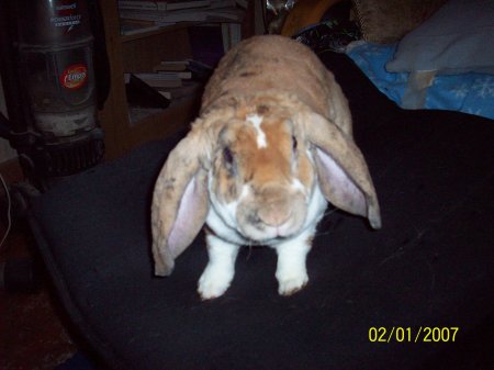 Binky the bunny rabbit