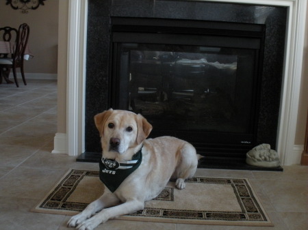 Maggie our Jets Dog!!