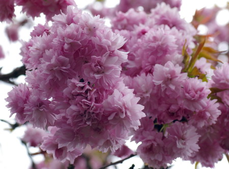 Pink blossoms